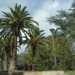 ...le palme delle Canarie...